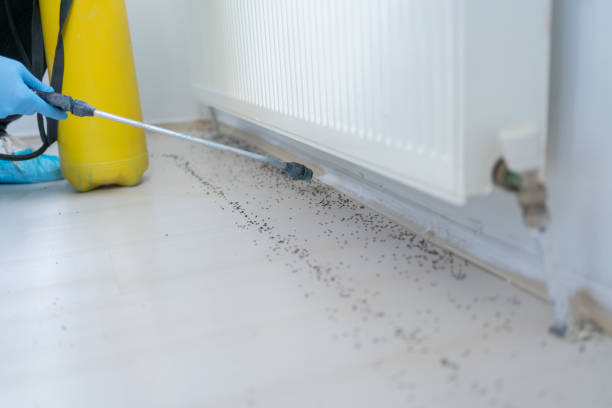 Best Rat Extermination Near Me  in Birch Bay, WA